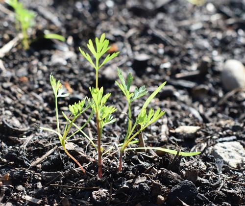 Week 6 Carrots 